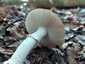 Szürke galóca (Amanita excelsa), Őrség